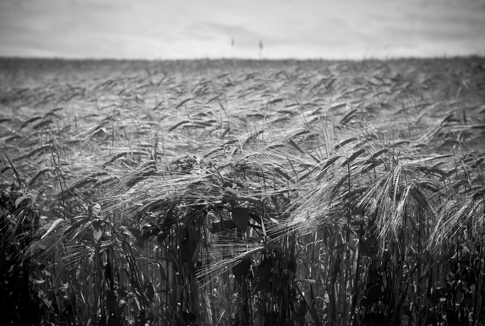 Wheat field, Burgundy