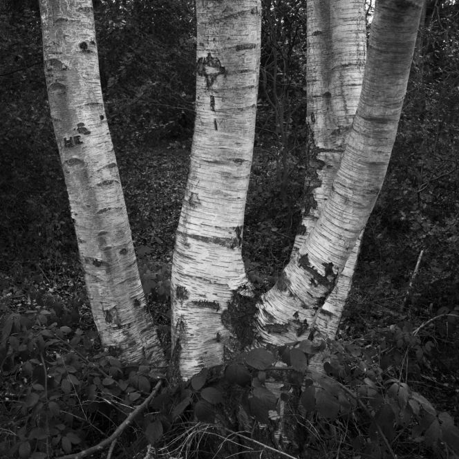 birchtrunks.14
